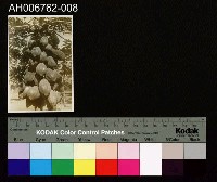 藏品(日治臺灣果物木瓜照片)的圖片